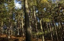Groups fear loss of SC forests to fill Europe’s energy needs