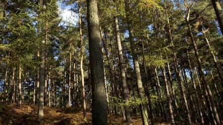 Groups fear loss of SC forests to fill Europe’s energy needs