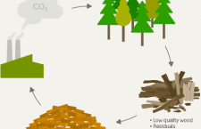 SUSTAINABLE BIOMASS – You take a tree, you plant a tree